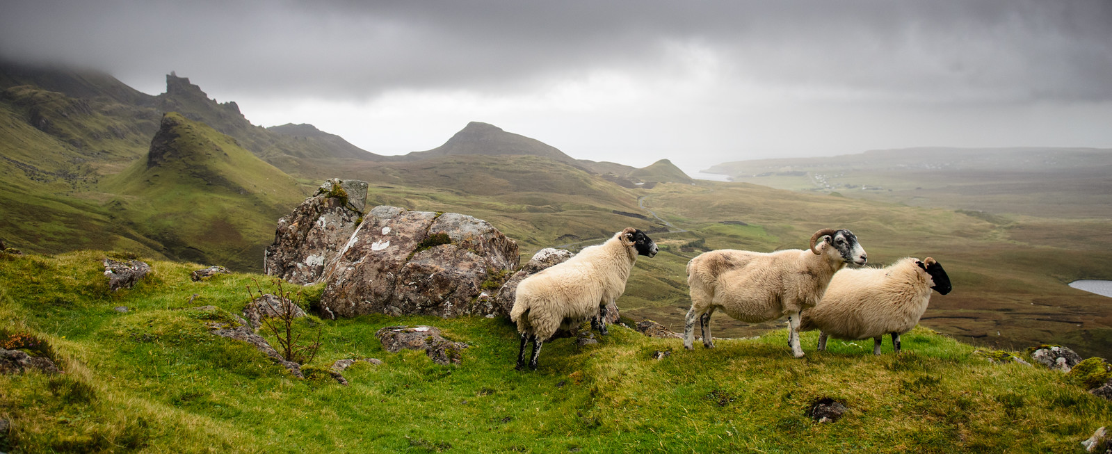 Sheep looking down to the valley below