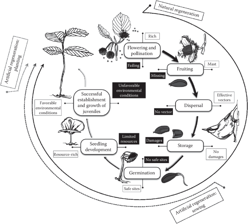 Diagram showing regeneration cycle in plants'