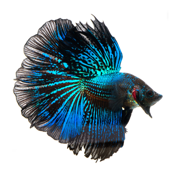 Fighter Male Dragon Scale fish'